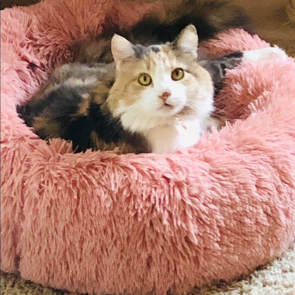 Meet your Posher, Mikayla